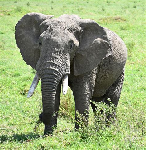 Elephant Front View Photograph By Marta Pawlowski Fine Art America