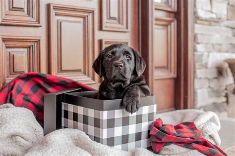 English Labrador Retriever Vs American Labrador Retriever