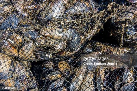 Harvesting Mussels Photos and Premium High Res Pictures - Getty Images