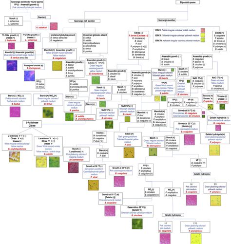 Flowchart Main Steps For The Identification Of Common Strains Of