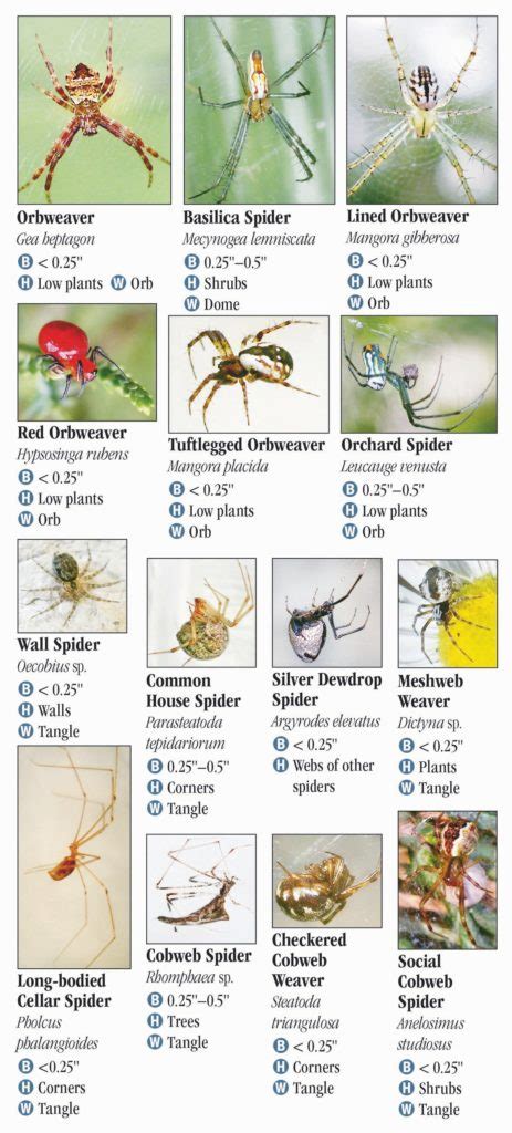 Spiders of Tennessee – Quick Reference Publishing