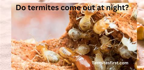 Do Termites Come Out At Night Termites First