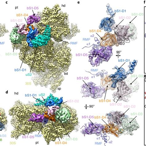 Figure S Ribosomal Proteins Of The Chloroplast S Ribosome A B