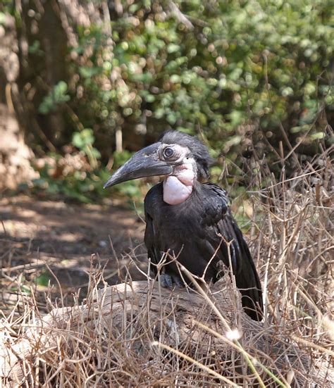 Pictures And Information On Northern Ground Hornbill