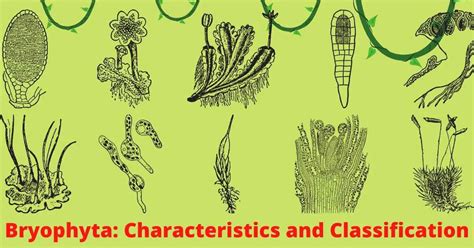 Bryophyta: Characteristics, Classification and Economic Importance