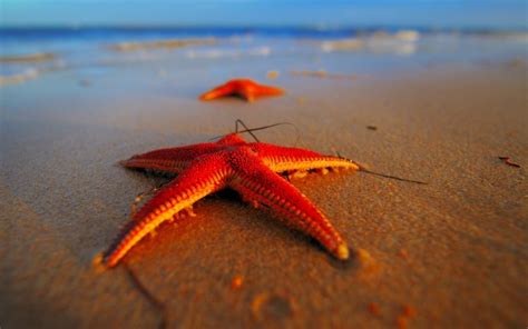 Beach Makro Beach Seastars Seastars Macro Bokeh Wallpapers Hd