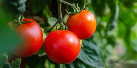 Abono Huerto Urbano L Quido L Calcio Tomates Compo Gual