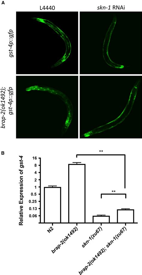 Figure 2 From The Oxidative Stress Response In Caenorhabditis Elegans