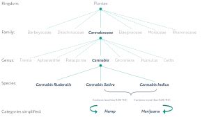 Understanding the Cannabis plant: Welcome to the Cannabaceae Family ...