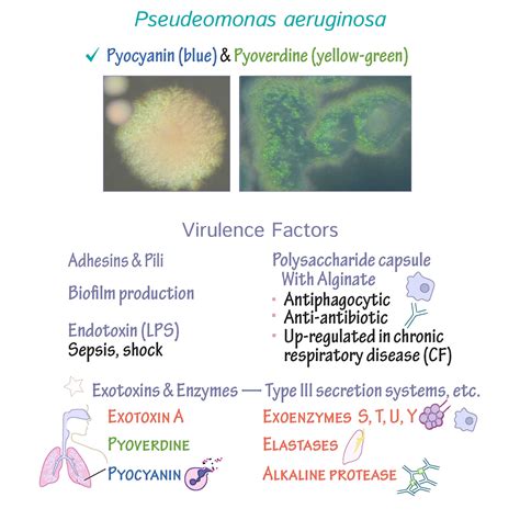 Pseudomonas Aeruginosa Disease - Carpet Vidalondon