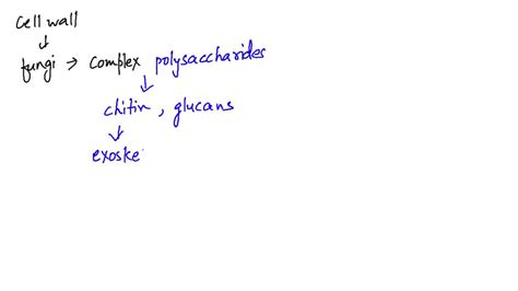 ⏩SOLVED:Explain the significance of the chitin cell wall of fungi. | Numerade