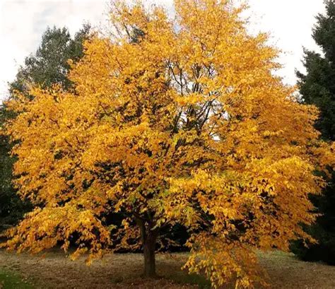 Yellow Birch Tree - Forestry.com