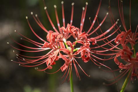 How to Grow Lycoris