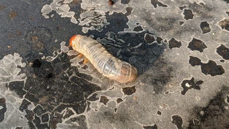 Japanese Beetle And X28 Popillia Japonicaand X29 Scarab Dung Beetle Grub Worms Larva Stock Image