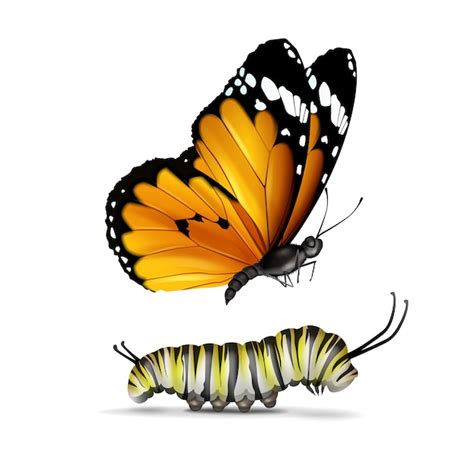 Caterpillar To Butterfly