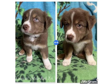 Red Tri Aussie Puppies up for sale Memphis - Puppies for Sale Near Me