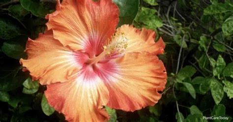 Hibiscus Origin The “talk” Of Hibiscus Plants 60 Years Ago