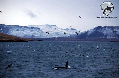 Impressive orca sighting - lakitours.com