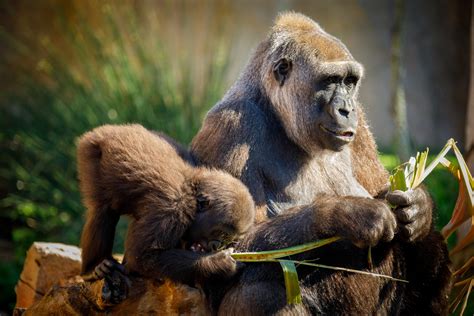 Mother And Baby Gorilla Free Stock Photo - Public Domain Pictures