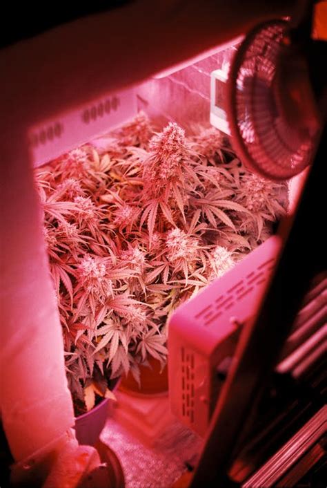 Cultiva Systems Can Help Your Indoor Marijuana Grow Like Never Before ...