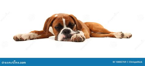 Sleeping Boxer Dog stock image. Image of aniamls, mother - 10882769