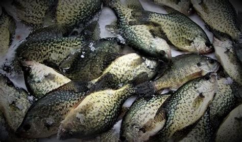 Crappie Fishing Tips and Tricks - RangetoReel