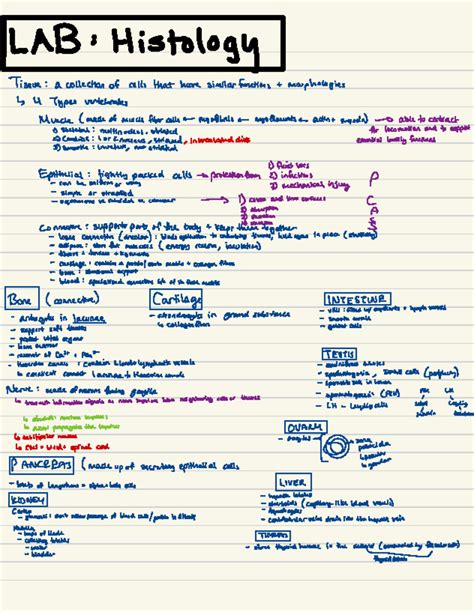 Lab Practical #3 Study Guide - LAR : Histology Tissue : a collection of