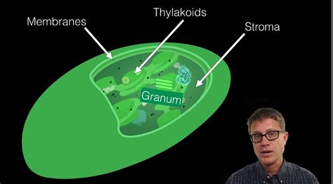 Chloroplast Anatomy