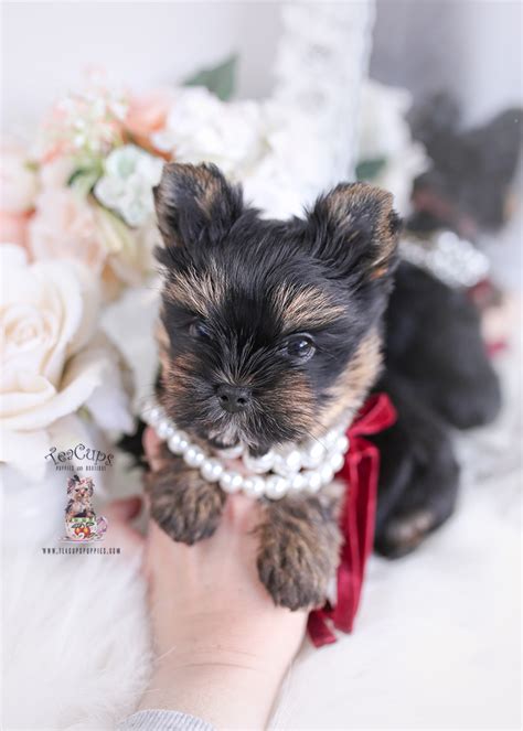 Yorkie Puppy 258 Teacup Puppies And Boutique