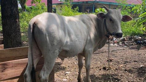 Ini Daerah Tujuan Ekspor Sapi Gorontalo Sudah Kirim Ekor