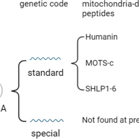 Mitochondria Derived Peptides Encoded By MtDNA Mitochondrial DNA Has