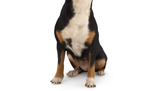 Entlebucher Sitting 3D Model - by Renderbot LLC