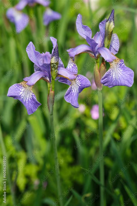 A group of beautiful purple Siberian Iris flowers in a sunny garden ...