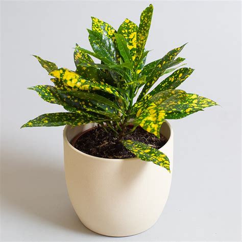 Croton Acubafolia Cm Pot Opperman Plants Ltd