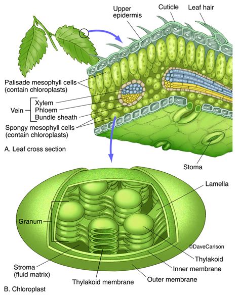 Chlorophyll Structure