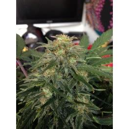 Green Crack Auto Fast Buds Autoflowering