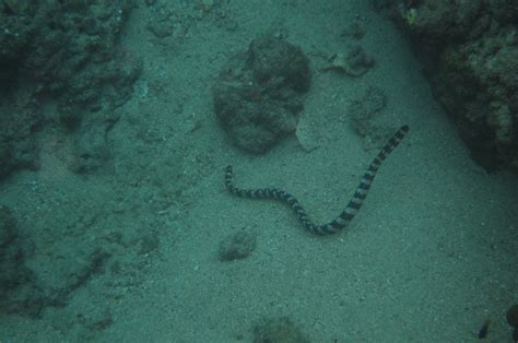 Ijima S Turtle Headed Sea Snake David Flickr