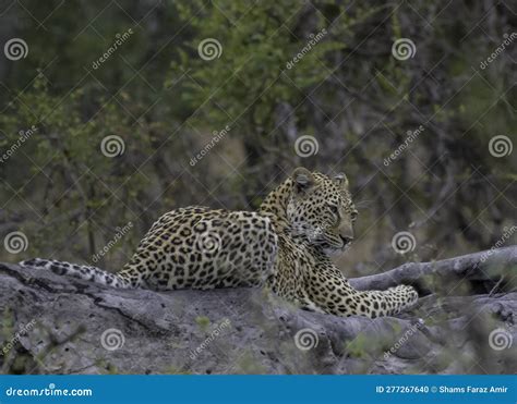 Leopard a Big Five during Safari in Kruger National Park Stock Photo ...