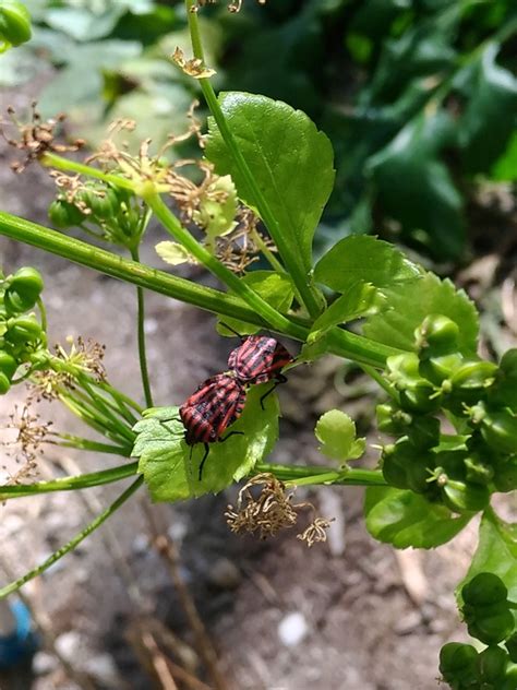 Continental Striped Shield Bug From Lisboa Portugal On May