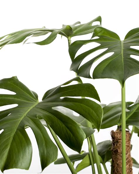 Monstera Deliciosa Fensterblatt Garten Und Ambiente