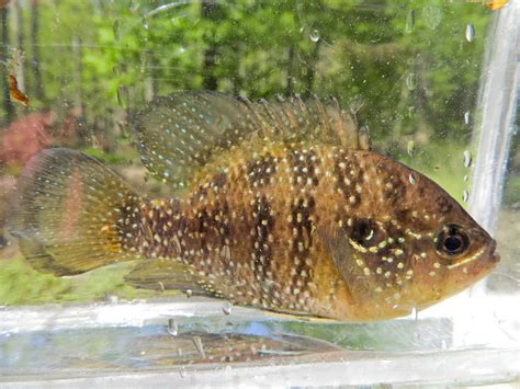 Banded Sunfish Freshwater Fish Of Massachusetts · Inaturalist