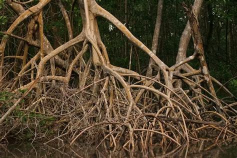 India's Coastal Heroes: Mangroves, Safeguarding Biodiversity And Climate