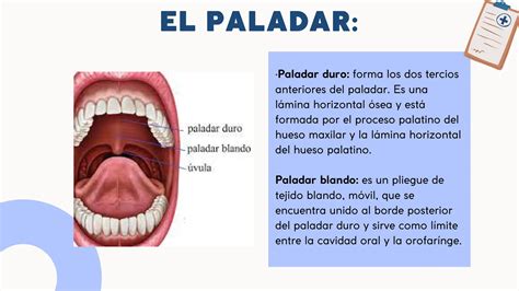 La Cavidad Oral Anatom A C Y C Pdf Pdfs Descarga Gratuita