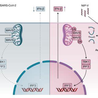 Sars Cov Nucleocapsid Protein Np Represses Mavs Signalling And