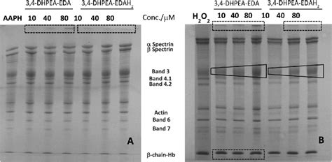 Sds Polyacrylamide Gel Electrophoresis Linear Gradient Gel 5 15 Of Download Scientific