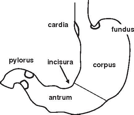 Anatomy Of Stomach Antrum - Anatomy Reading Source