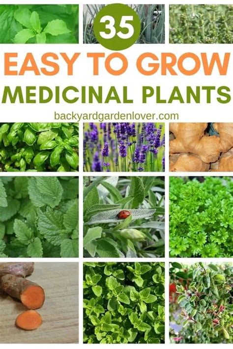 35 Easy To Grow Medicinal Plants To Make Your Own Herbal Remedies