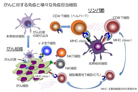 腎臓がんの免疫療法東京女子医科大学病院 泌尿器科