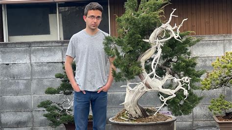 Бонсай клиента. Можжевельник Итоигава. Bonsai. 盆栽. Япония. Japan. 日本 ...