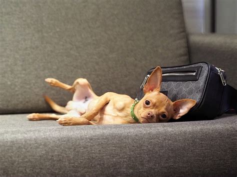 Наши собаки / Our dogs | Блуберри Найтс питомник русских тоев РКФ-ФЦИ